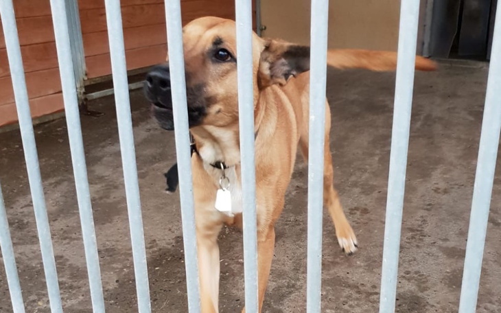 Pies w schronisku, wygląda na radosnego i energicznego.