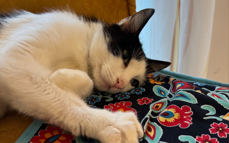 Kot leżący na kolorowej poduszce, zrelaksowany i spokojny.