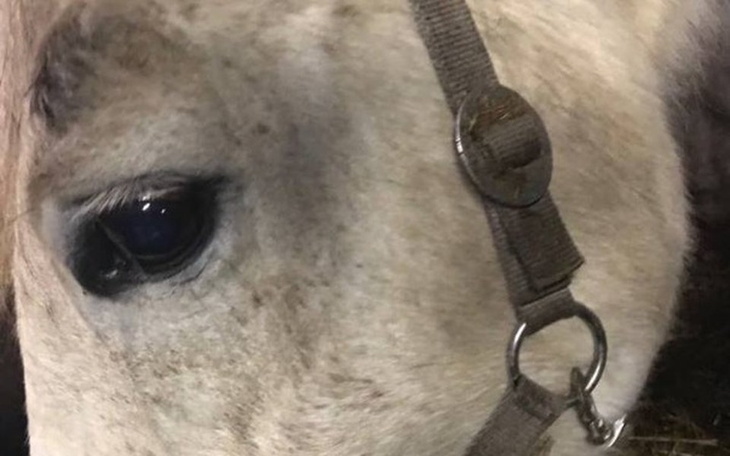 Zbiórka Wykup dwóch wałaszków. - zdjęcie główne