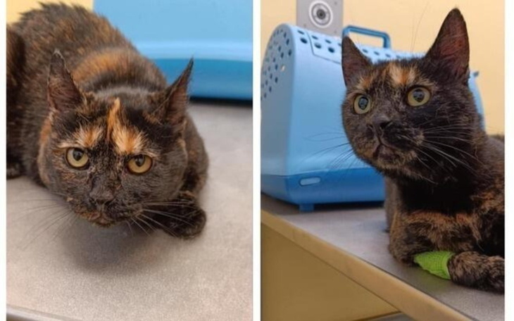 Dwa koty w lecznicy weterynaryjnej.