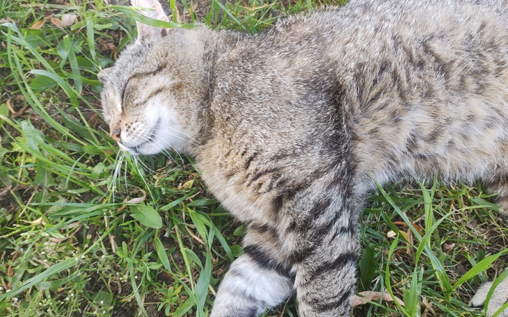 Zbiórka kotpies - zdjęcie główne