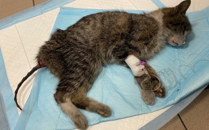 Zbiórka Umierający Buba - zdjęcie główne