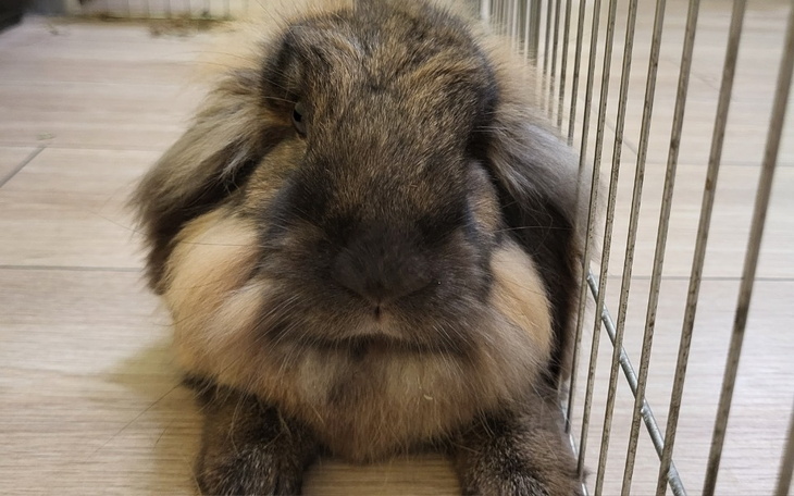 Zbiórka Mój królik potrzebuje pomocy - zdjęcie główne