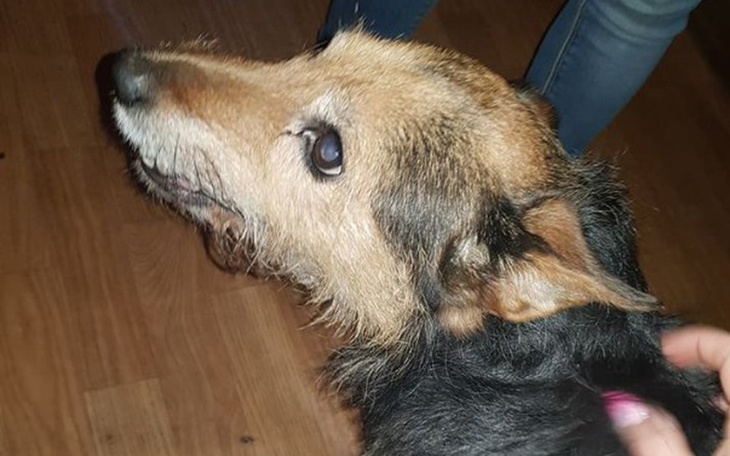 Zbiórka Bezpański pies z guzem! PILNE! - zdjęcie główne