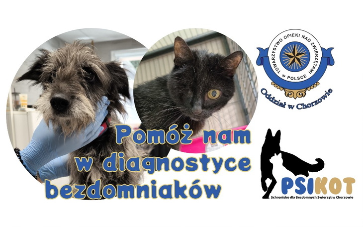 Pomoc dla schroniska, które ratuje i rehabilituje bezdomne zwierzęta.