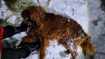 Zbiórka Traktowali psy jak ścieki - miniaturka zdjęcia