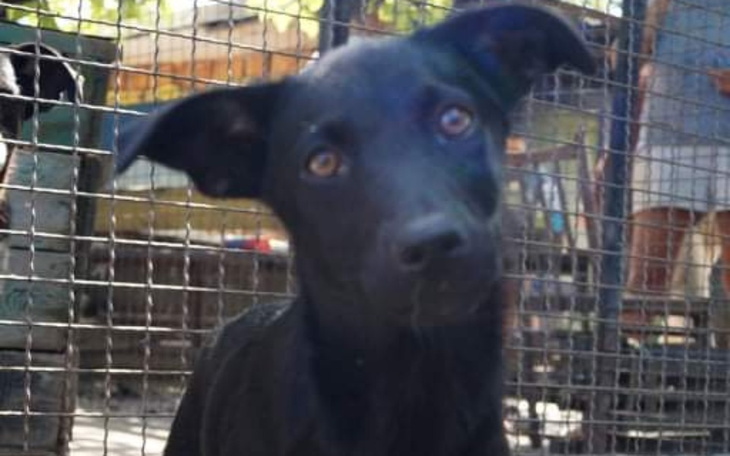 Zbiórka Sterylizacja ukraińskiej suczki - zdjęcie główne