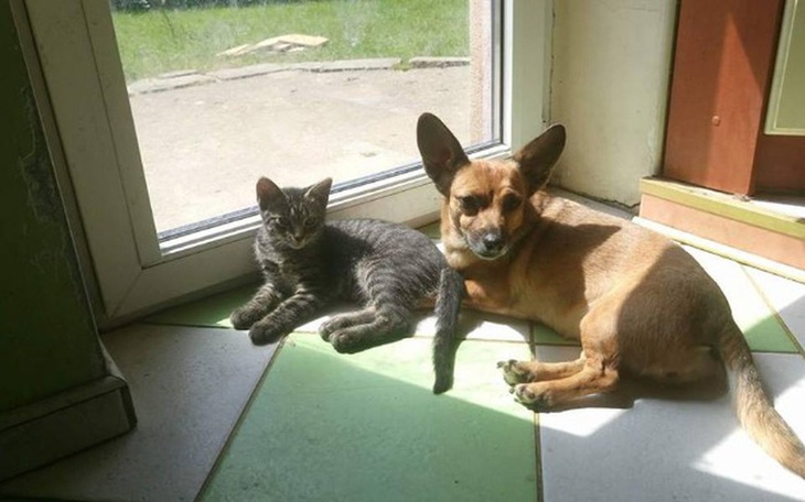 Zbiórka Potrzebna pomoc dla ANIOŁA - zdjęcie główne