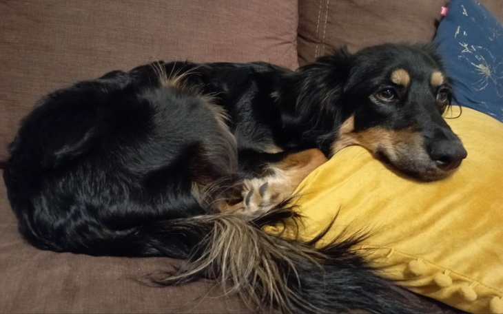 Zbiórka Operacja łapki Moli - zdjęcie główne