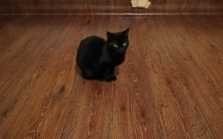 Zbiórka Szczepienie Goleńki - zdjęcie główne