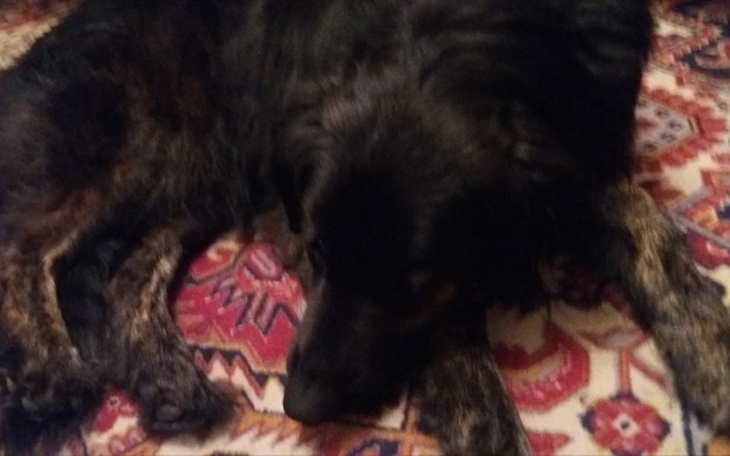 Zbiórka dla cierpiacej suni - zdjęcie główne