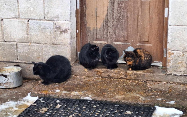 Zbiórka Zwierzęta niczym karmione - zdjęcie główne