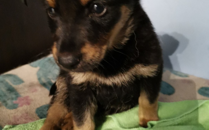 Zbiórka Operacja znalezionego szczeniaka - zdjęcie główne