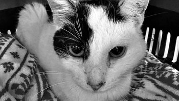 Zbiórka Faktura - Landrynka - miniaturka zdjęcia