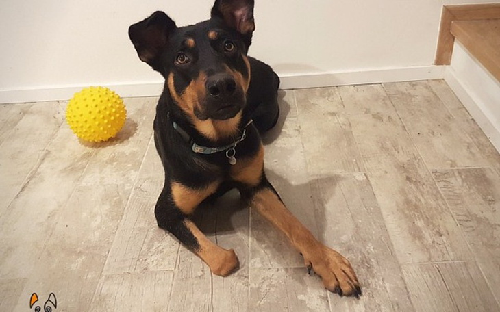 Zbiórka Normalne życie po amputacji łapy - zdjęcie główne