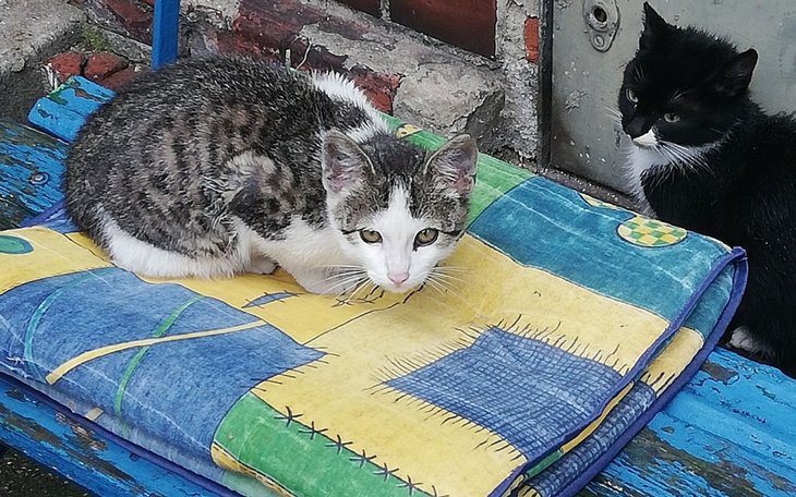 Zbiórka Na ratunek kotom - zdjęcie główne