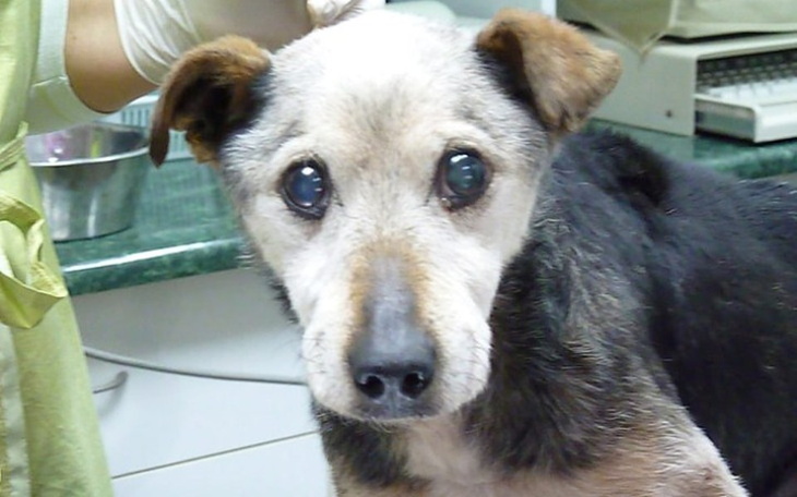 Zbiórka Wyrzucony na ulicę psi staruszek - zdjęcie główne