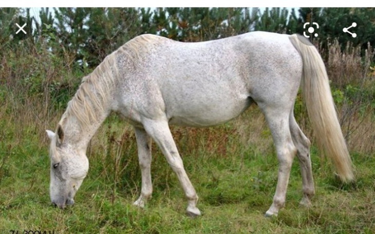 Zbiórka na kupno wymarzonego konia - zdjęcie główne