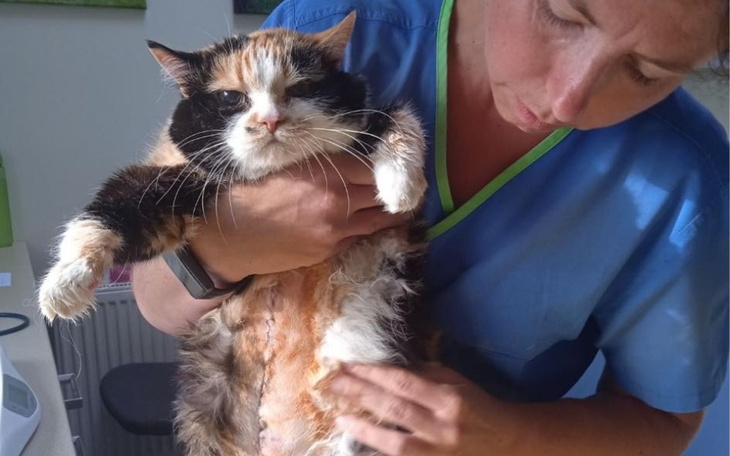 Zbiórka Uratujmy życie mojej kotki - zdjęcie główne