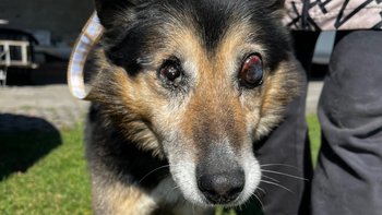 Zbiórka Niewidomy dziaduszek - miniaturka zdjęcia