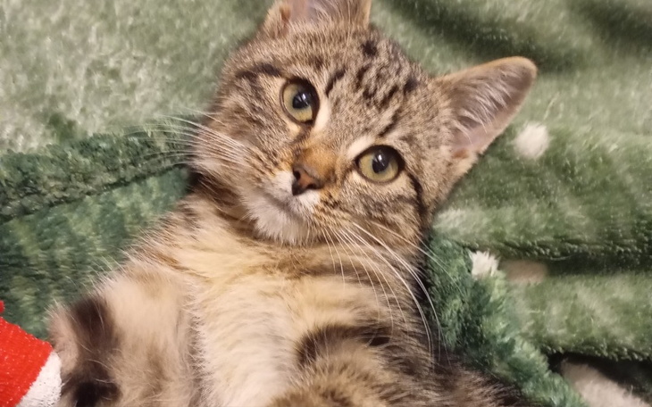 Zbiórka Ile kosztuje kocia bezdomność - zdjęcie główne