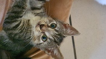 Zbiórka Drapaczki dla futrzastej paczki - miniaturka zdjęcia