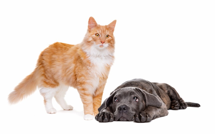 Zbiórka Zbiórka na zwierzaki w Józefowie - zdjęcie główne