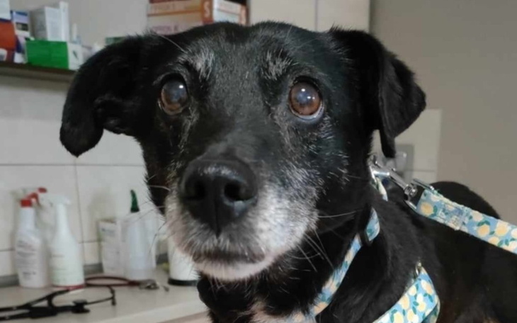 Czarny pies z siwymi włosami, patrzący w obiektyw.