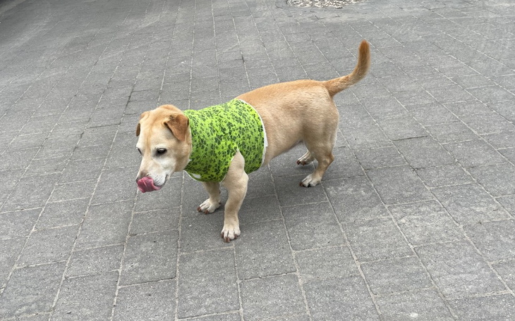 Zbiórka Rezonans Biszkopta - zdjęcie główne