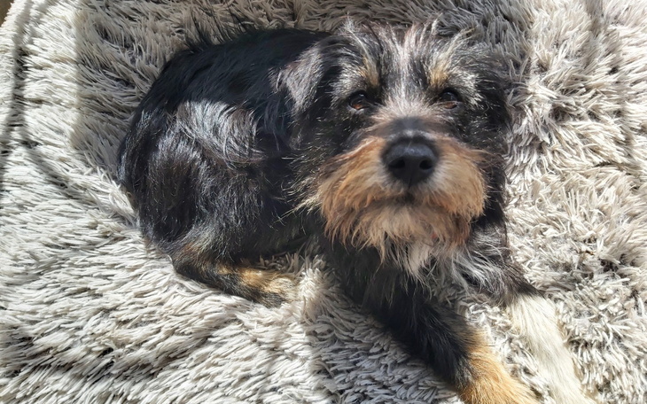 Pies leży na miękkim kocu, relaksując się w słońcu.