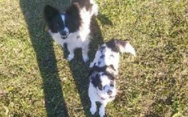 Dwa psy bawiące się na trawie.