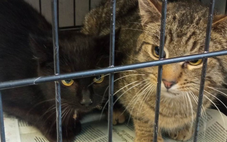 Zbiórka Niebieska Sfora - MAJ - zdjęcie główne