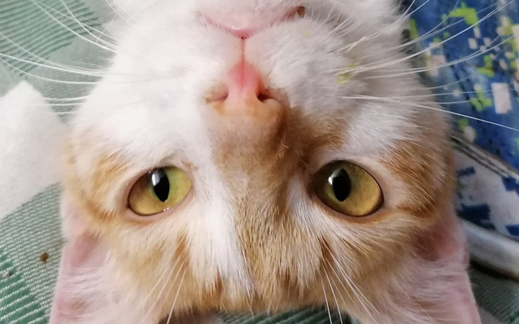 Zbiórka uratujmy rudo-białego Maciusia - zdjęcie główne