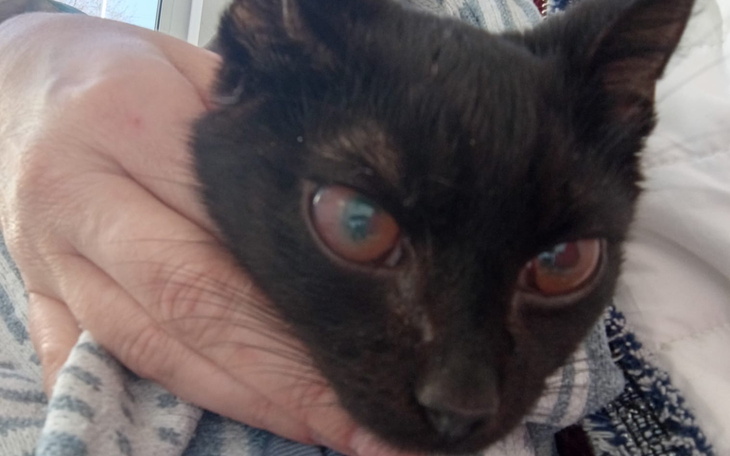 Czarny kot z dużymi oczami, trzymany w rękach.