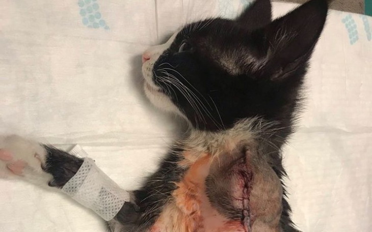 Zbiórka Kotka ze złamaną łapką - zdjęcie główne