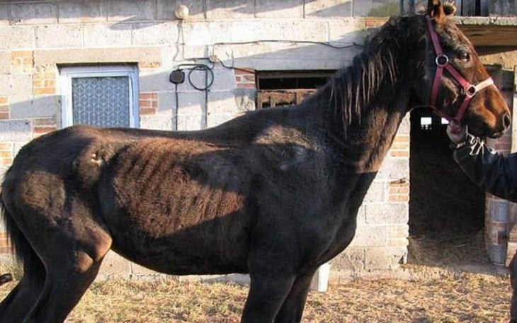 Zbiórka Pomóżmy vaianie wyjść z rzeźni - zdjęcie główne