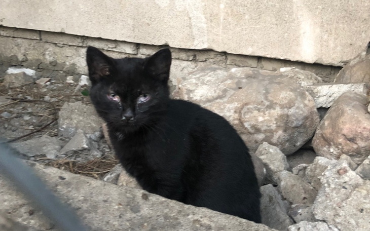 Zbiórka Na bezdomne kicie - zdjęcie główne