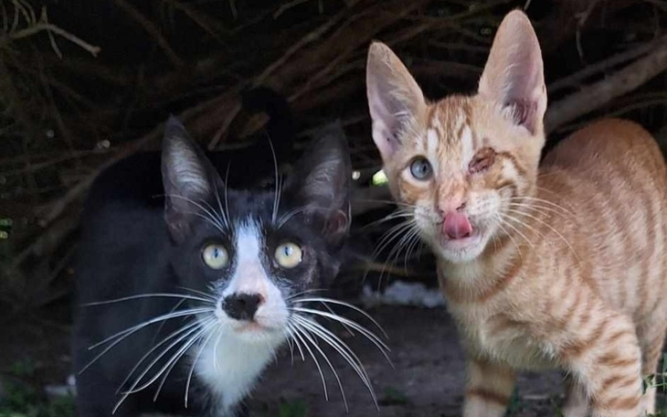 Zbiórka Leczenie i karma dla kociaków - zdjęcie główne