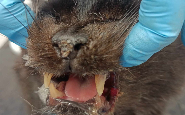 Ranny kot z uszkodzeniami na pyszczku, w trakcie leczenia.