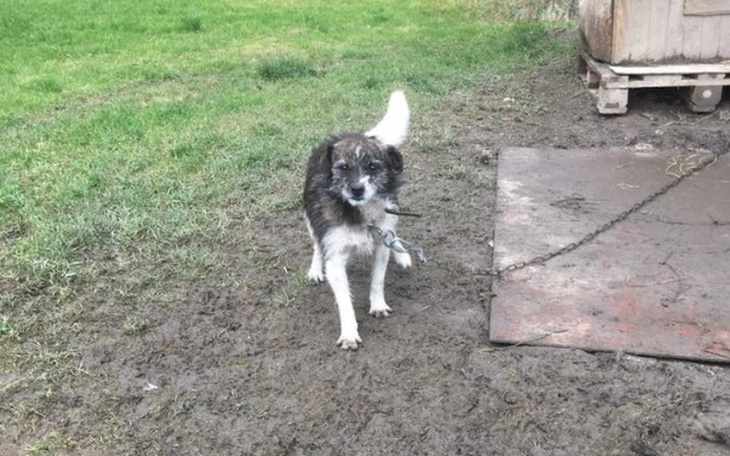 Zbiórka Ocieplane budy dla psow - zdjęcie główne