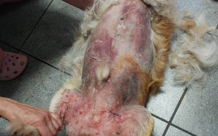 Pies po operacji, leżący na podłodze, z widocznymi ranami.