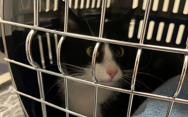 Czarny kot w transporterze, z ciekawym spojrzeniem.