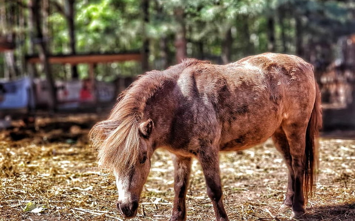 Zbiórka Bezpieczna i sucha stajenka - zdjęcie główne