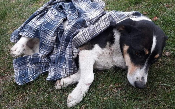 Zbiórka Pomóż Dusi sprawnie żyć! - zdjęcie główne