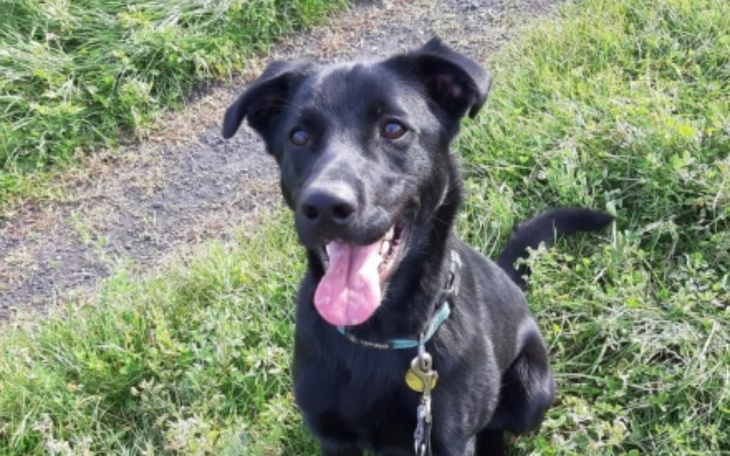 Zbiórka Karma dla psów i kotów w schroni - zdjęcie główne