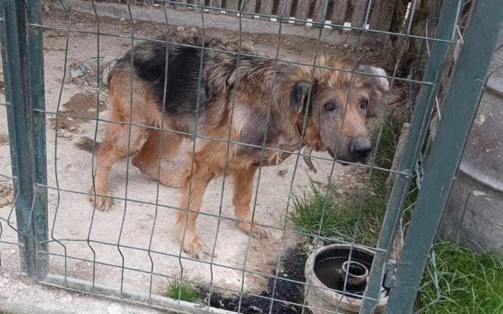 Zbiórka Dla Misia. - zdjęcie główne