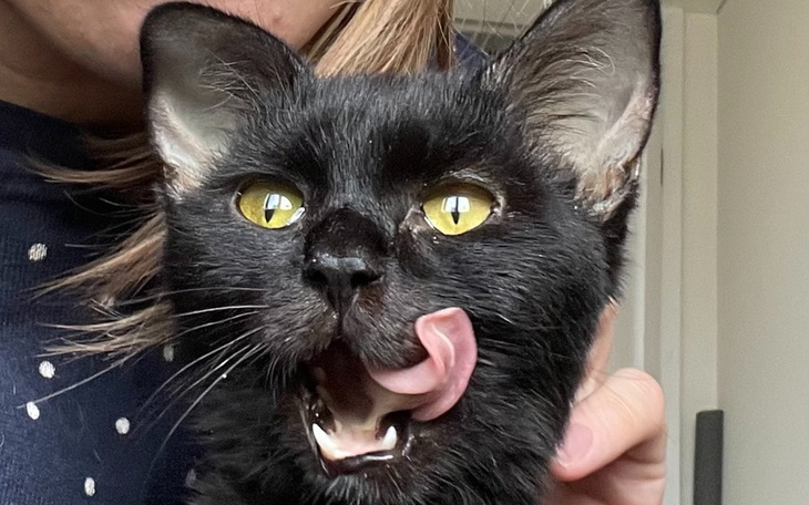 Zbiórka kikimora - zdjęcie główne