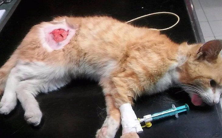 Zbiórka Kotka dźgnięta widłami - zdjęcie główne