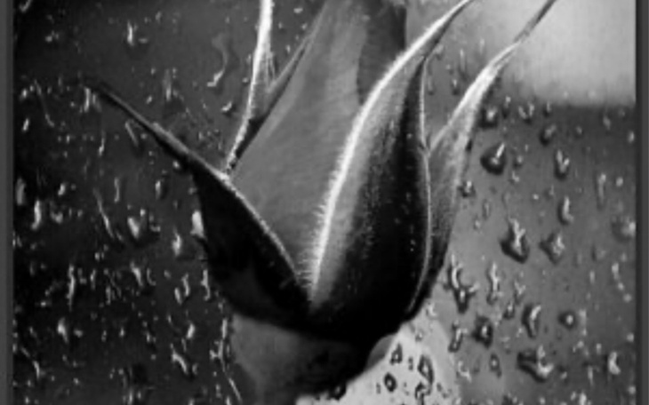 Czarna róża na tle kropli wody, symbolizująca piękno i smutek.