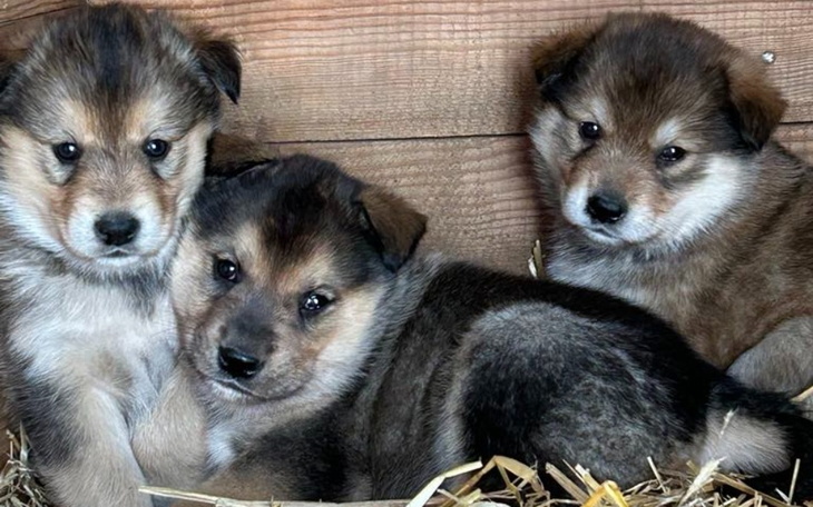 Trzy szczeniaki w drewnianym pudełku, wyglądają na radosne.